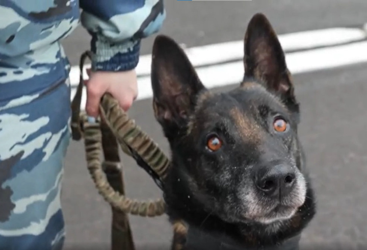 фото: пресс-служба ГУ МВД России по г.Санкт-Петербургу и Ленинградской области