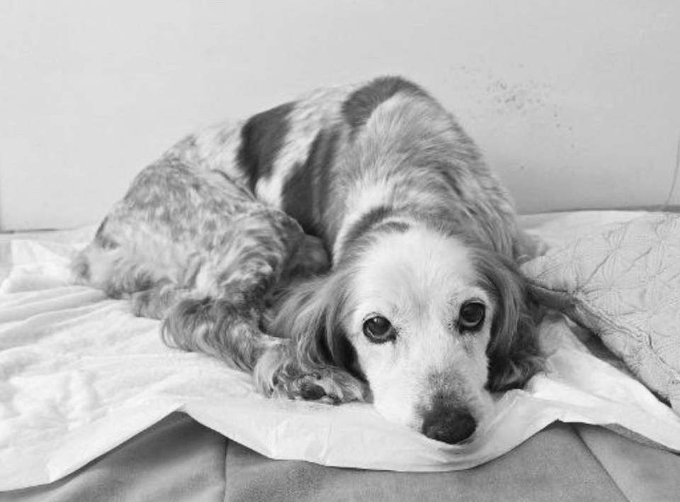    Фото: 4 ЛАПЫ ТЮМЕНЬ.