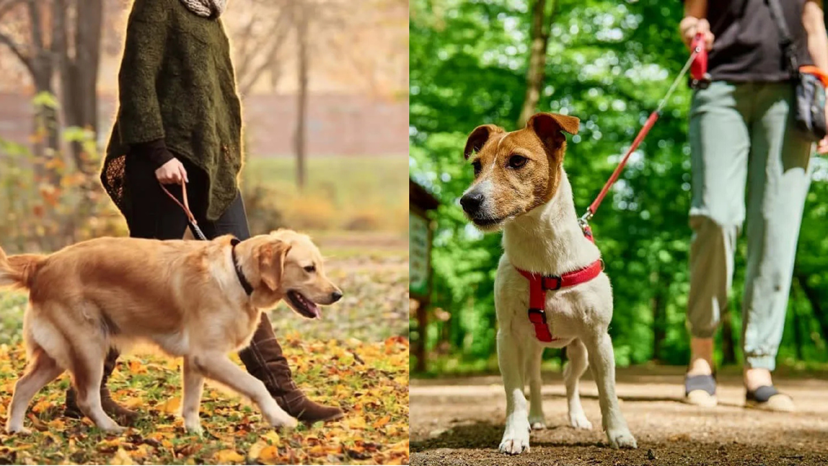 На прогулке