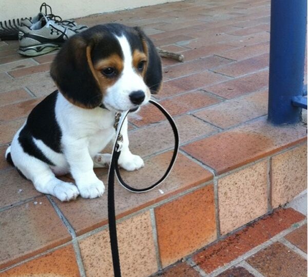 Если вам лень или не получается гулять с собакой 2 раза в день - не заводите ее