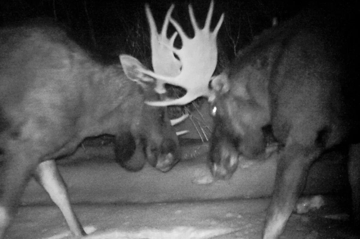    В Пермском крае стычка самцов лосей попала в объектив фотоловушки