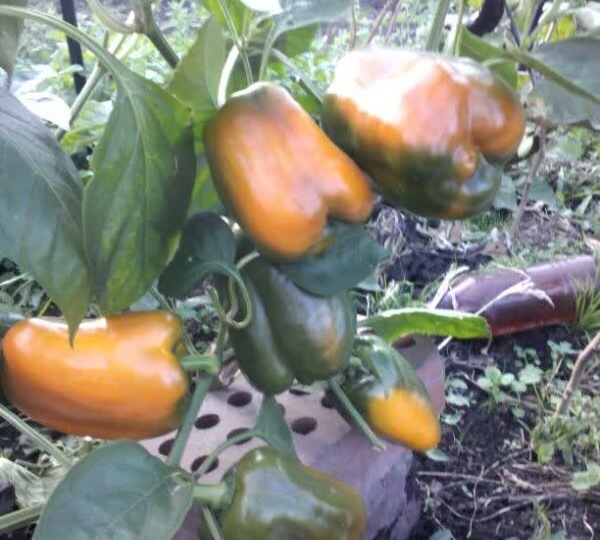 2 сорта сладкого перца, зреют на кустах в открытом грунте Сибири
