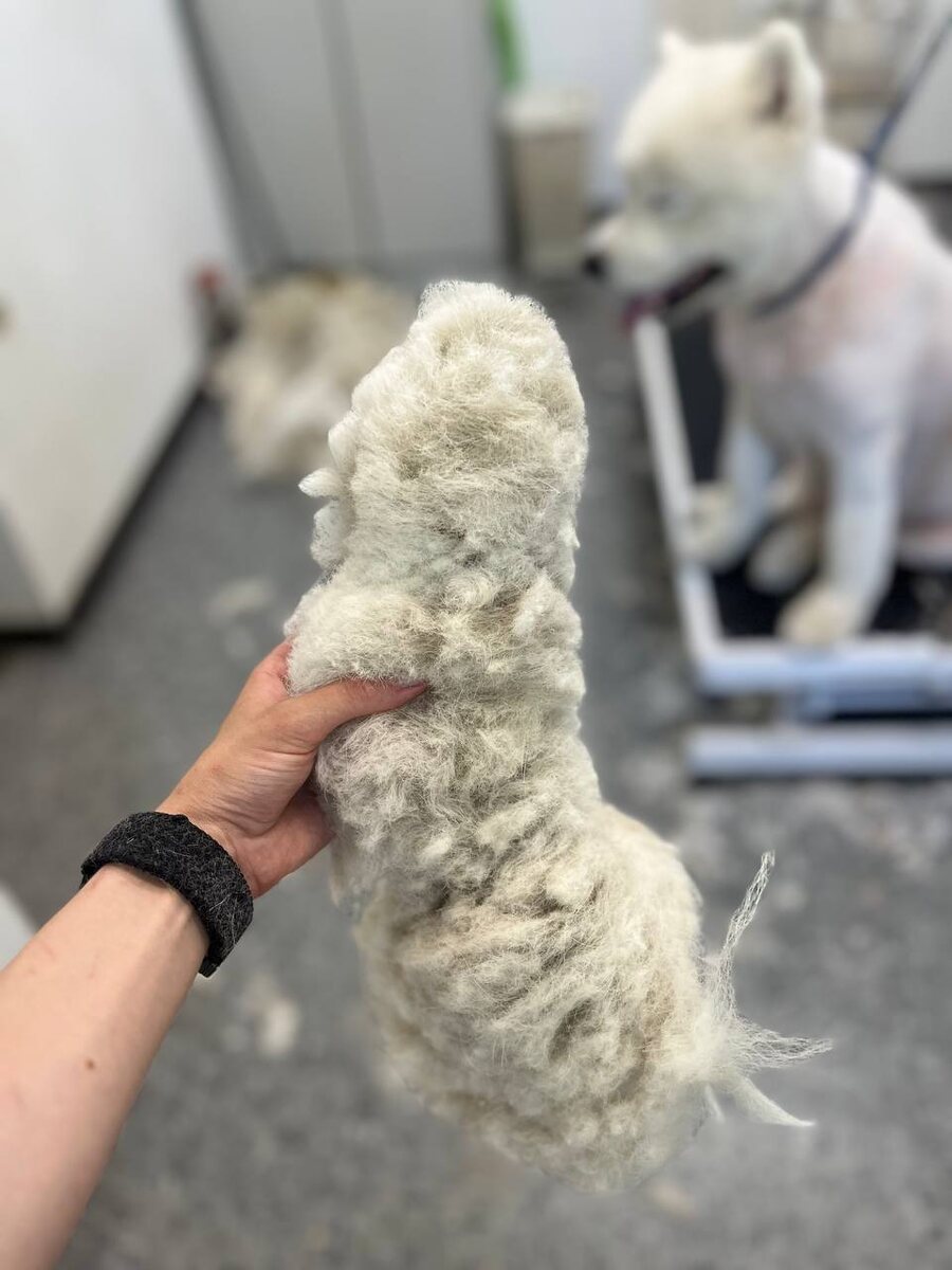 Фото поделилась мастер Ольга Черевко. В руке чехол из шерсти собаки, котрый обтягивал хвост.