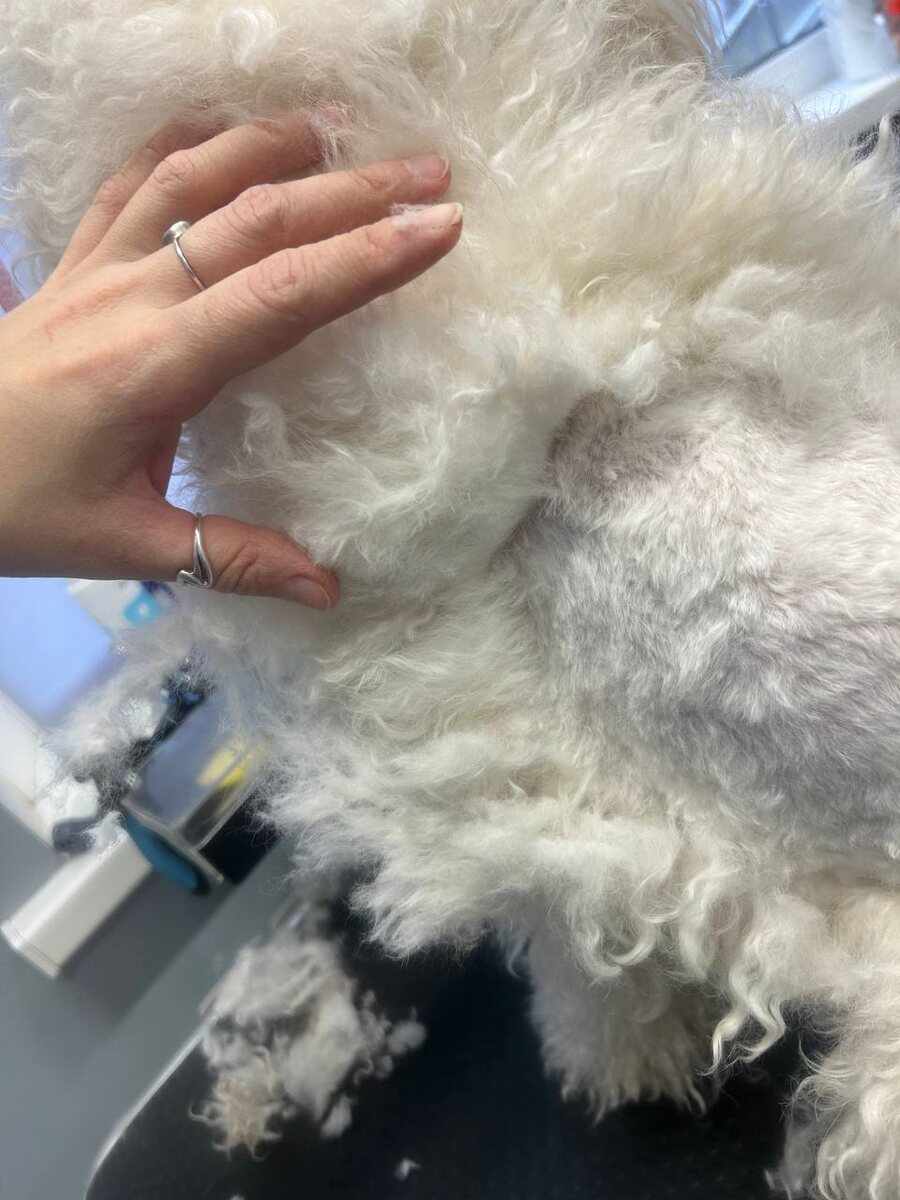 OscarGroom (Воронеж) , мастер: Светлана поделилась историей спасения собаки из войлока.