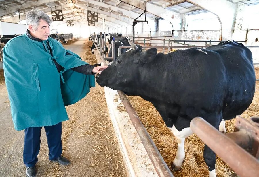 Свое творение — клона Звездочку — доктор сельскохозяйственных наук Виктор Погребняк помнит с того момента, когда она была «клеткой под микроскопом». Ученые отмечают, что клонированные животные отличаются от обычных тягой к общению./ФОТО Игоря ОНУЧИНА/ТАСС