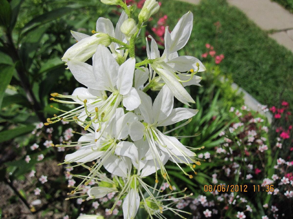 Ясенец (Dictamnus albus) в нашем саду в 2012 году. Фото автора @Маша Генералова 