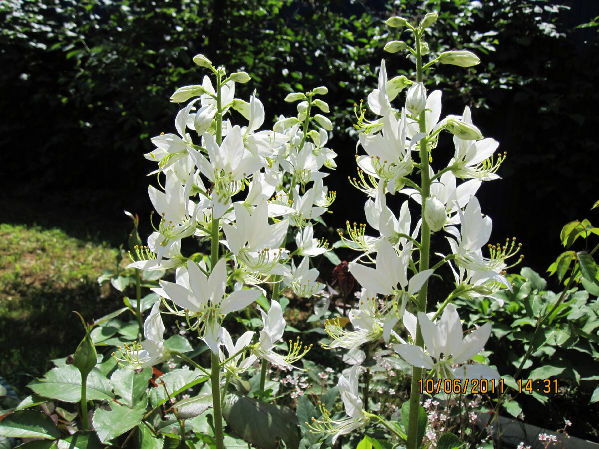 Ясенец (Dictamnus albus) в нашем саду в 2011 году. Фото автора @Маша Генералова 