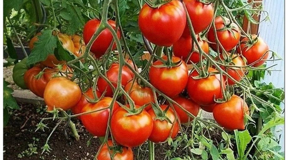 Урожайные сорта и гибриды томата для теплиц и открытого грунта на 2026 год