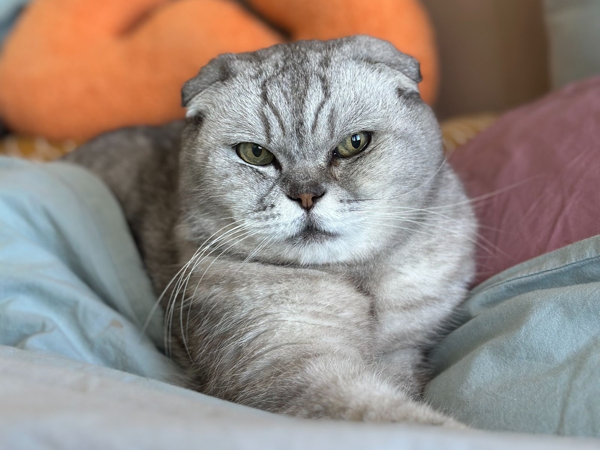 Мой личный пушистый-антидепрессант