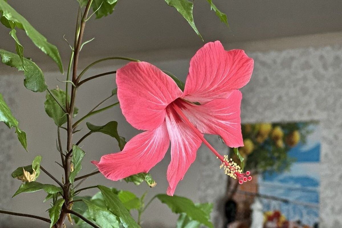    Гибискус – удивительное растение, которое своим видом способно преобразить любой интерьер.