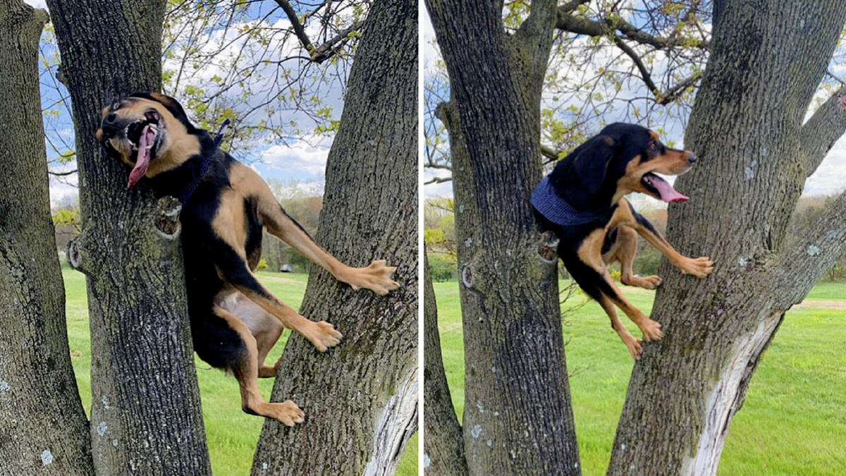 "Я просто пошел выгулять своего пса, как он вдруг взял и залез на дерево"