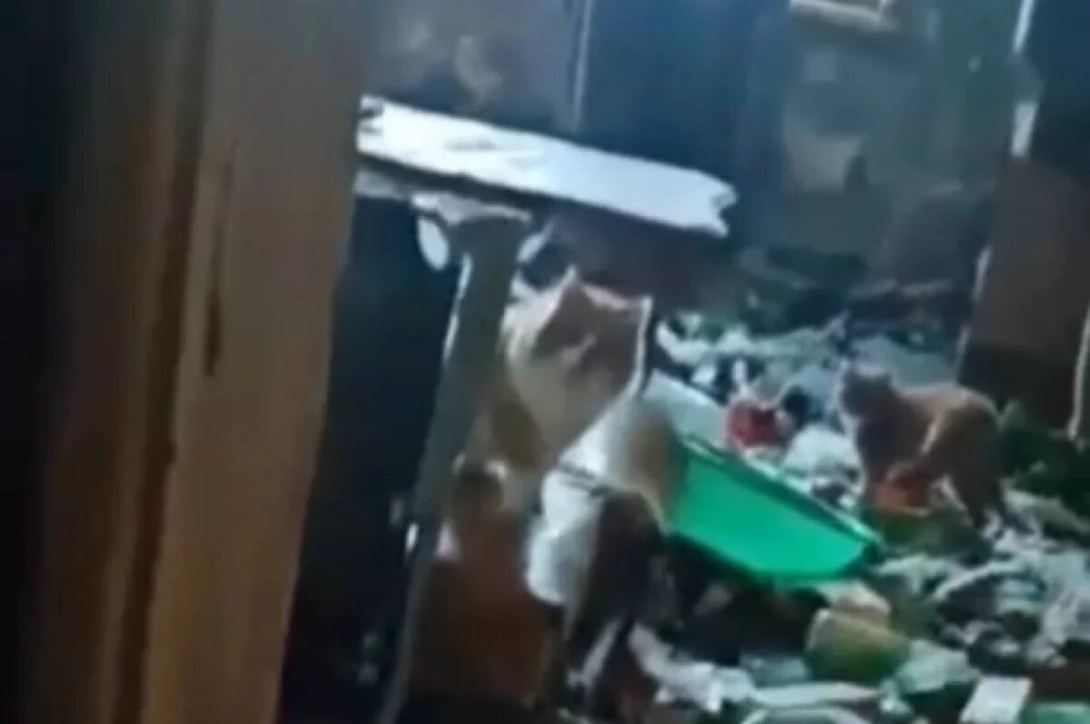    Во Владивостоке в квартире с нашествием тараканов обнаружили 15 кошек