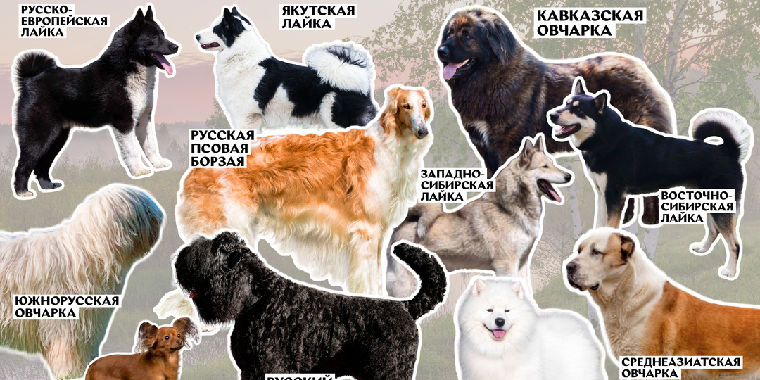 Отечественные породы собак. Часть 1.