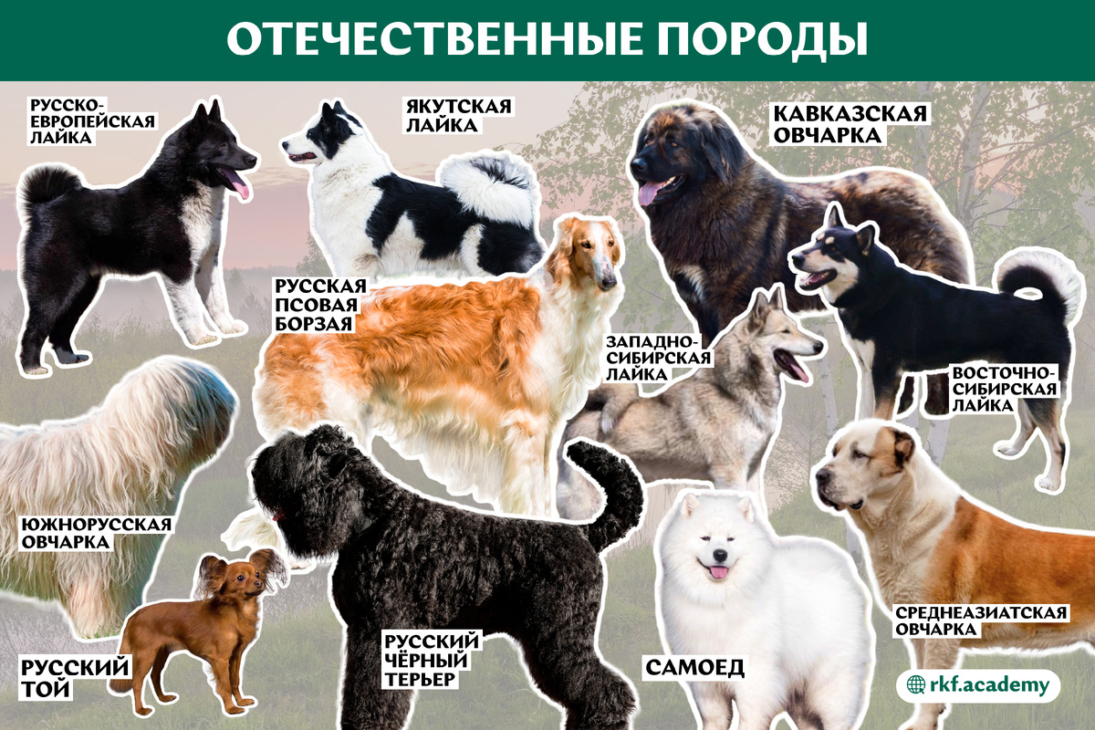 На картинке представлены породы, признанные РКФ и FCI.
