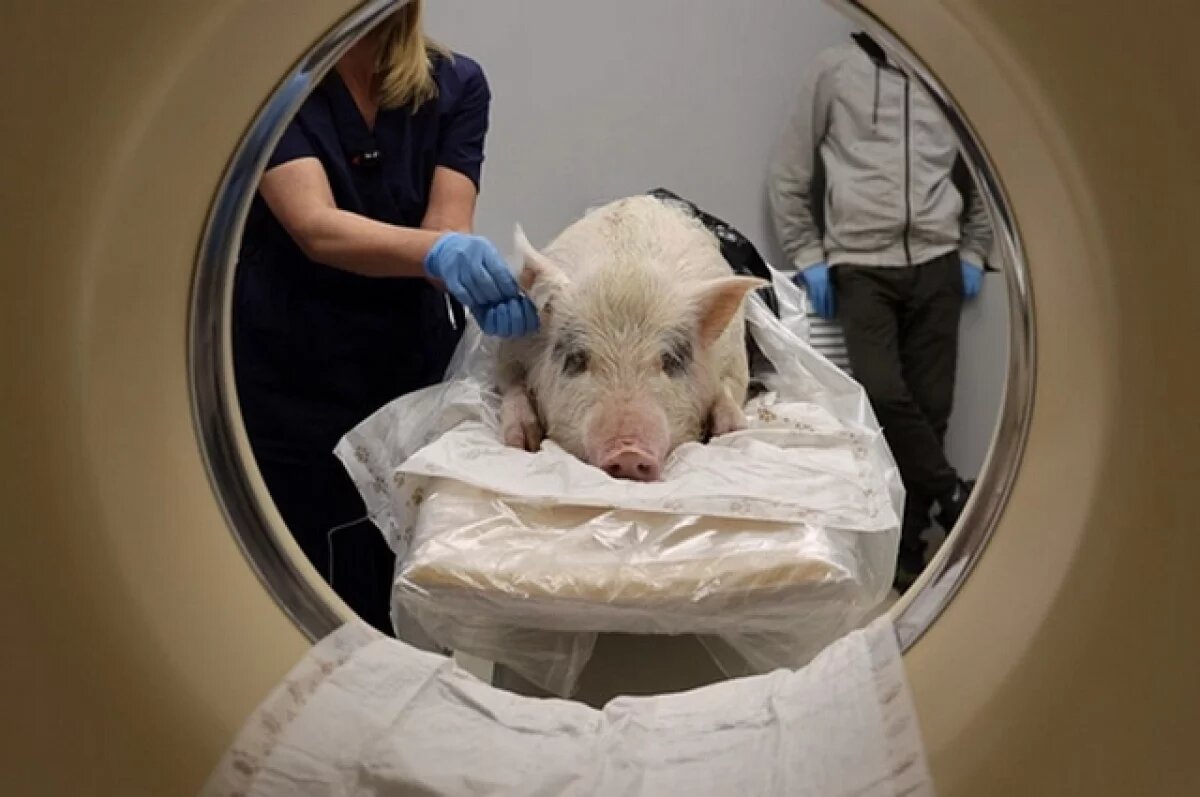    Новосибирские ученые впервые провели КТ-исследование мини-пигов