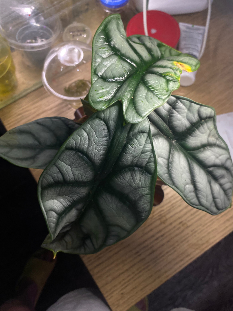 Алоказия Сильвер дракон