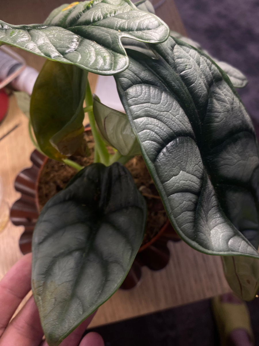 Это тоже  она