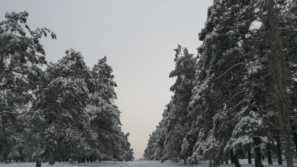 Синоптики рассказали, когда в Волгоград придёт первый снег с морозами