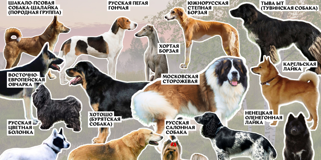 Отечественные породы собак. Часть 2.