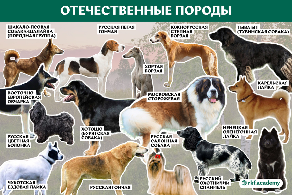 На картинке представлены породы, признанные РКФ, но непризнанные FCI.