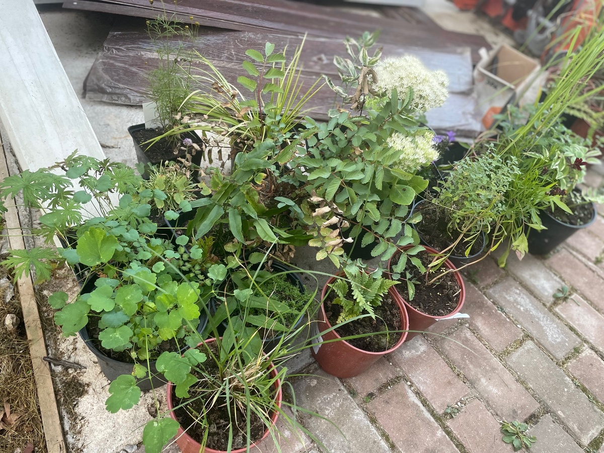 Растения от Цветочной компании Харченко