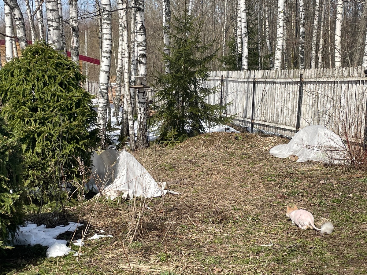 Кормушка для птиц превращается кормушкой для кошки