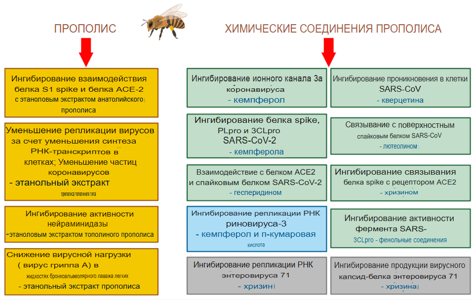 Влияние прополиса на вирусные респираторные заболевания