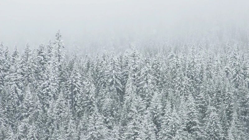     Лес зимой. открытые источники (CC0)