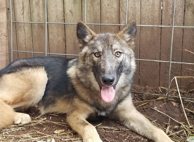 Овчарка убежала в лес и вернулась через 2 года, став совсем не как у всех. Случай не единичный