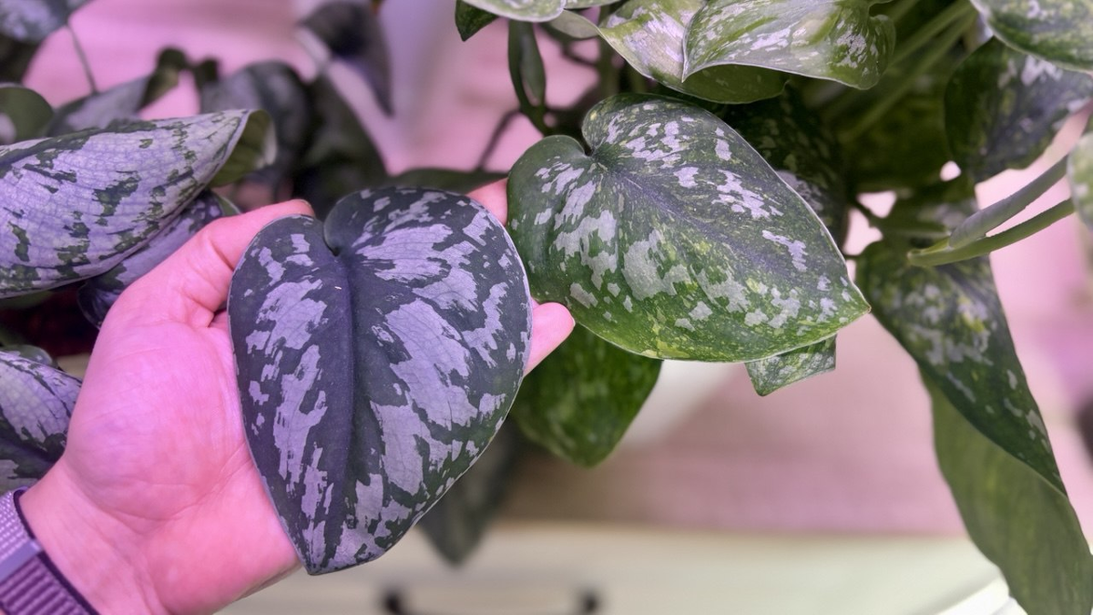 Сциндапсус Экзотика слева. Батикон справа