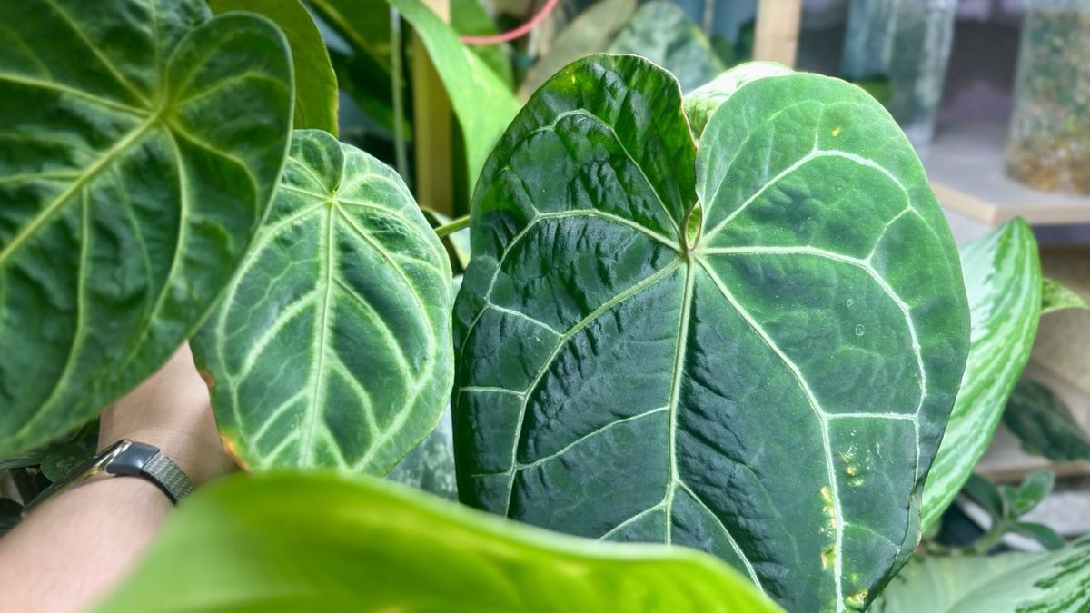 Антуриум Магнификум слева и Кристалинум справа