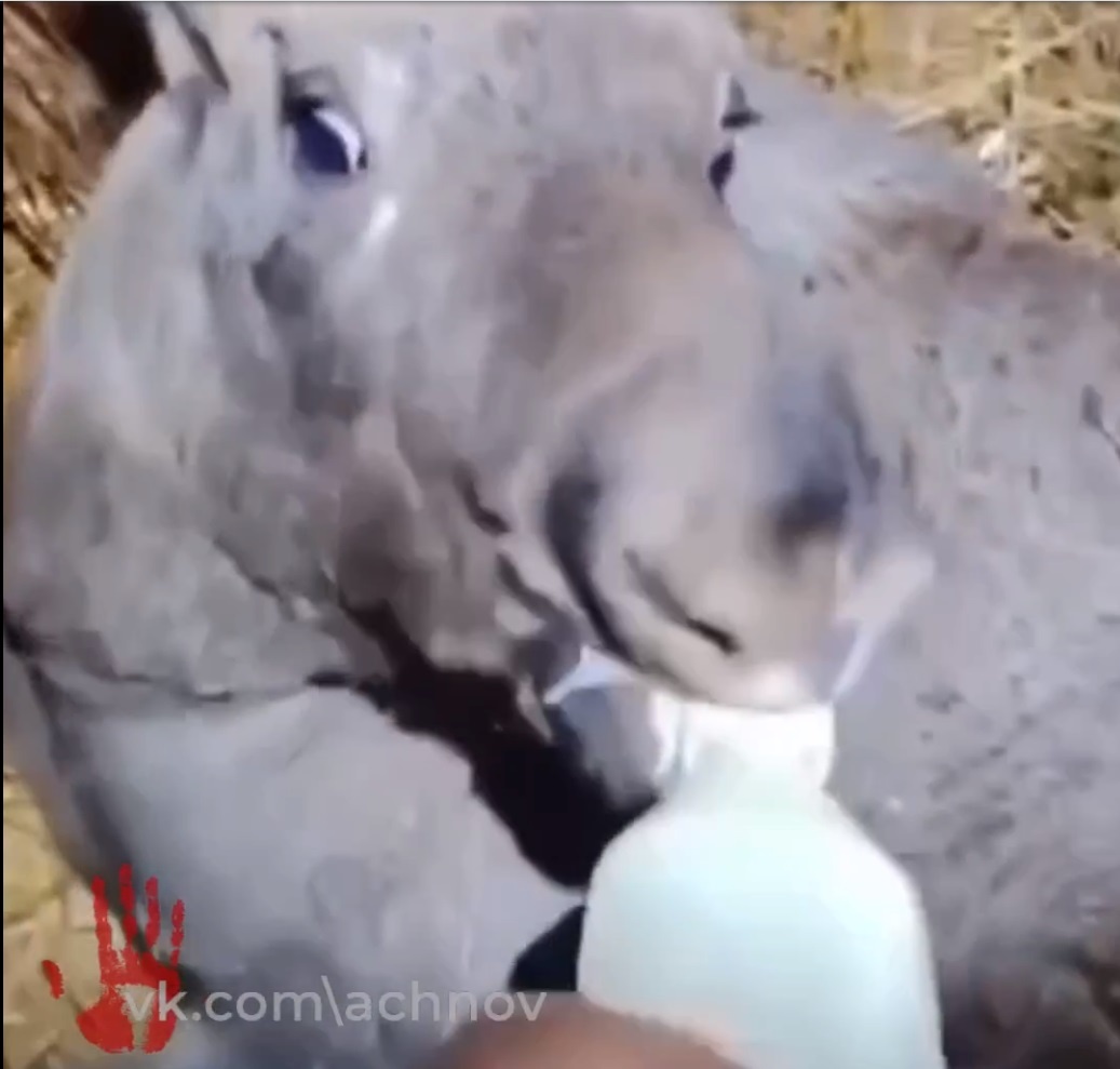 Лосенка кормят молоком