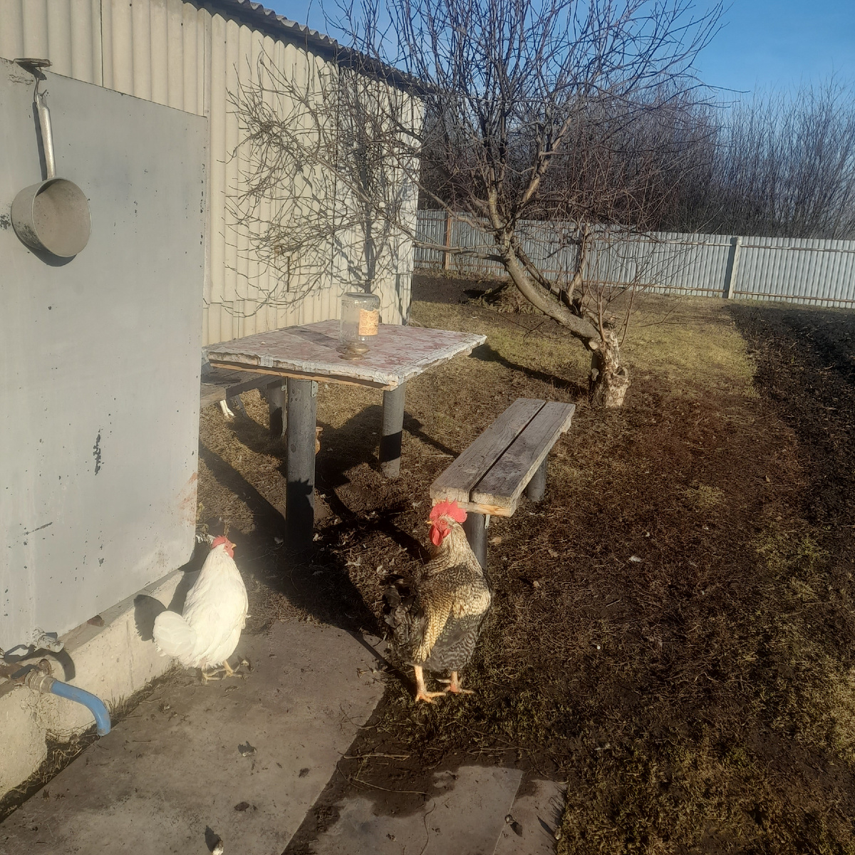 Курочек разгуливаю