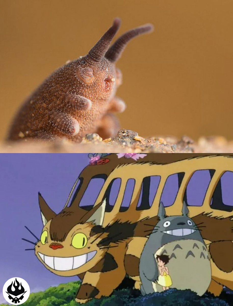 Сверху - онихофора, а снизу - Котобус и Тоторо.