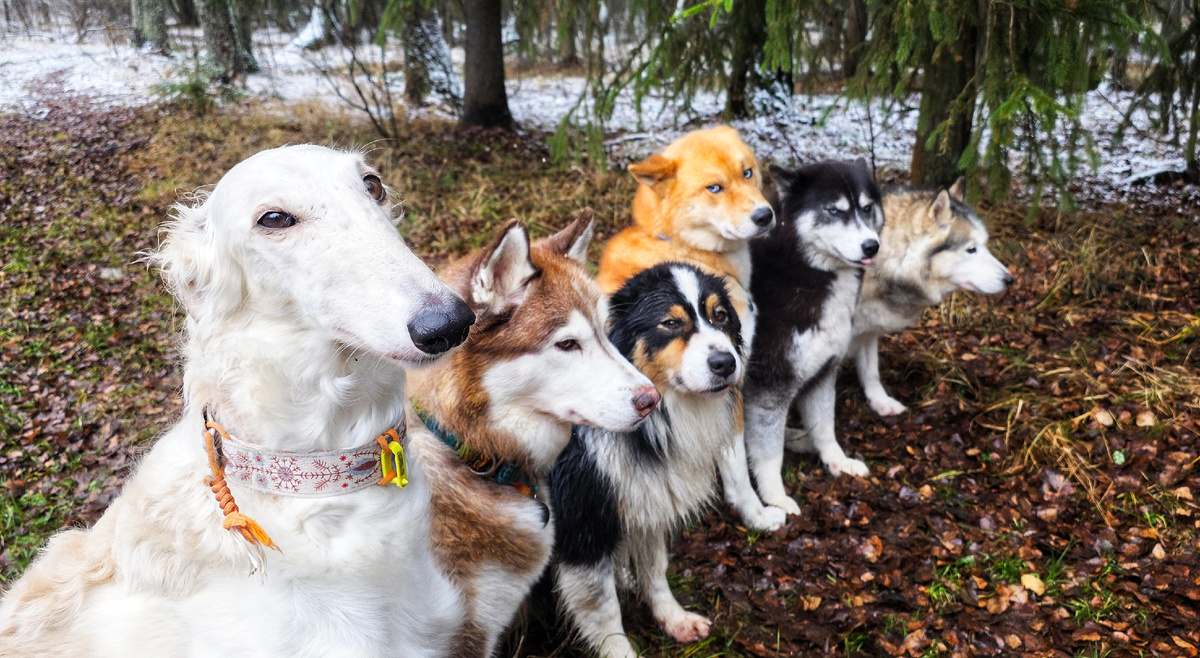 Здравствуйте: Машуко, Игорь, Валли, Кайко, Нерва и Дарья