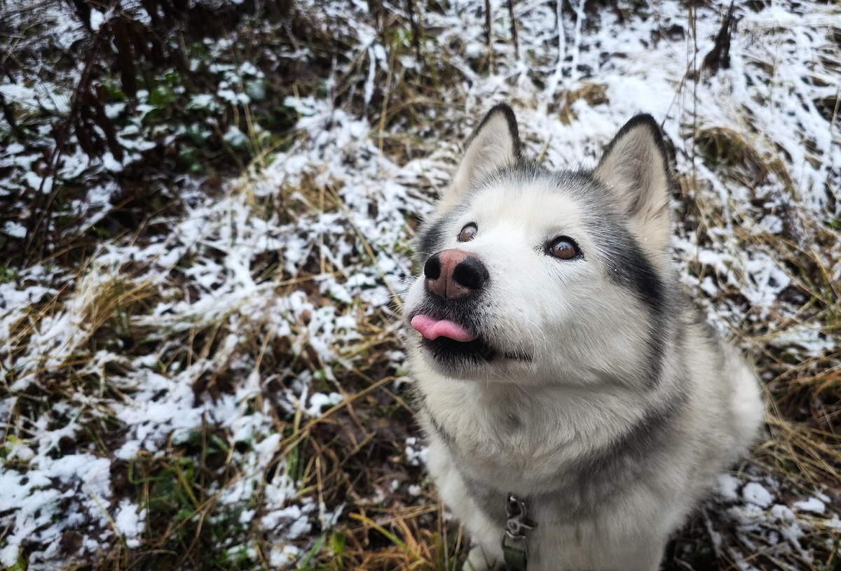 Это Даша, 16 лет, подобрали недавно