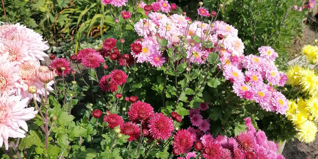 Многолетние хризантемы: посадка в открытый грунт, правила ухода