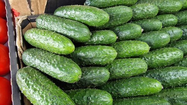    © Sputnik / Александр Жибуль