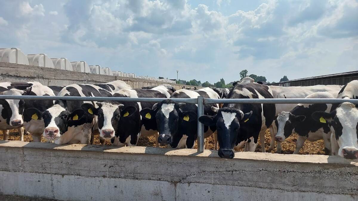 Продуктивная ферма - счастливые коровы