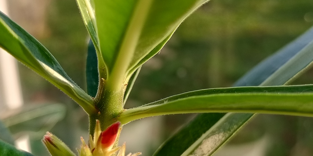 Чек‑лист приёмов для стимуляции цветения адениума