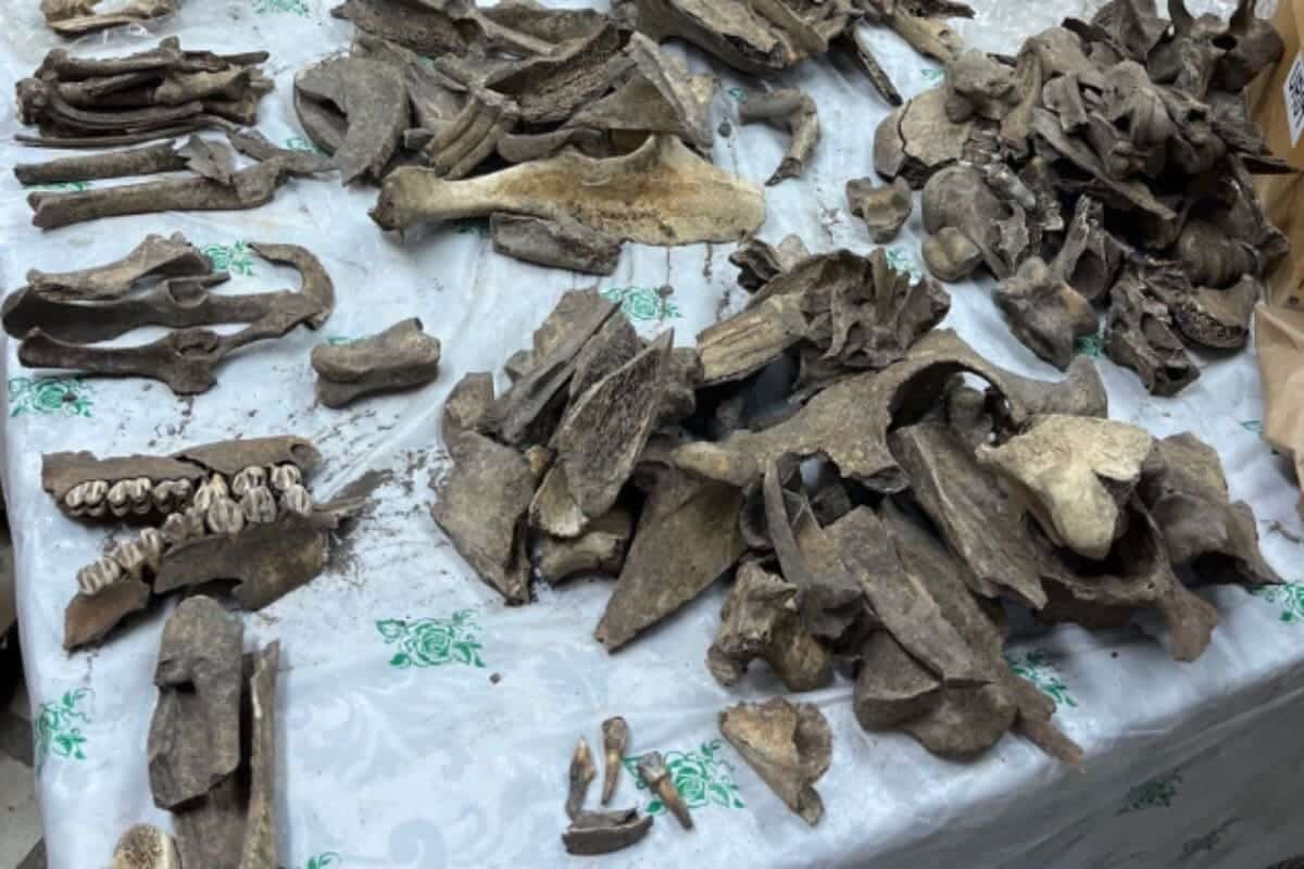    Работа с коллекцией костей из городища Саломатово / © Л.В. Половников, ПНИПУ