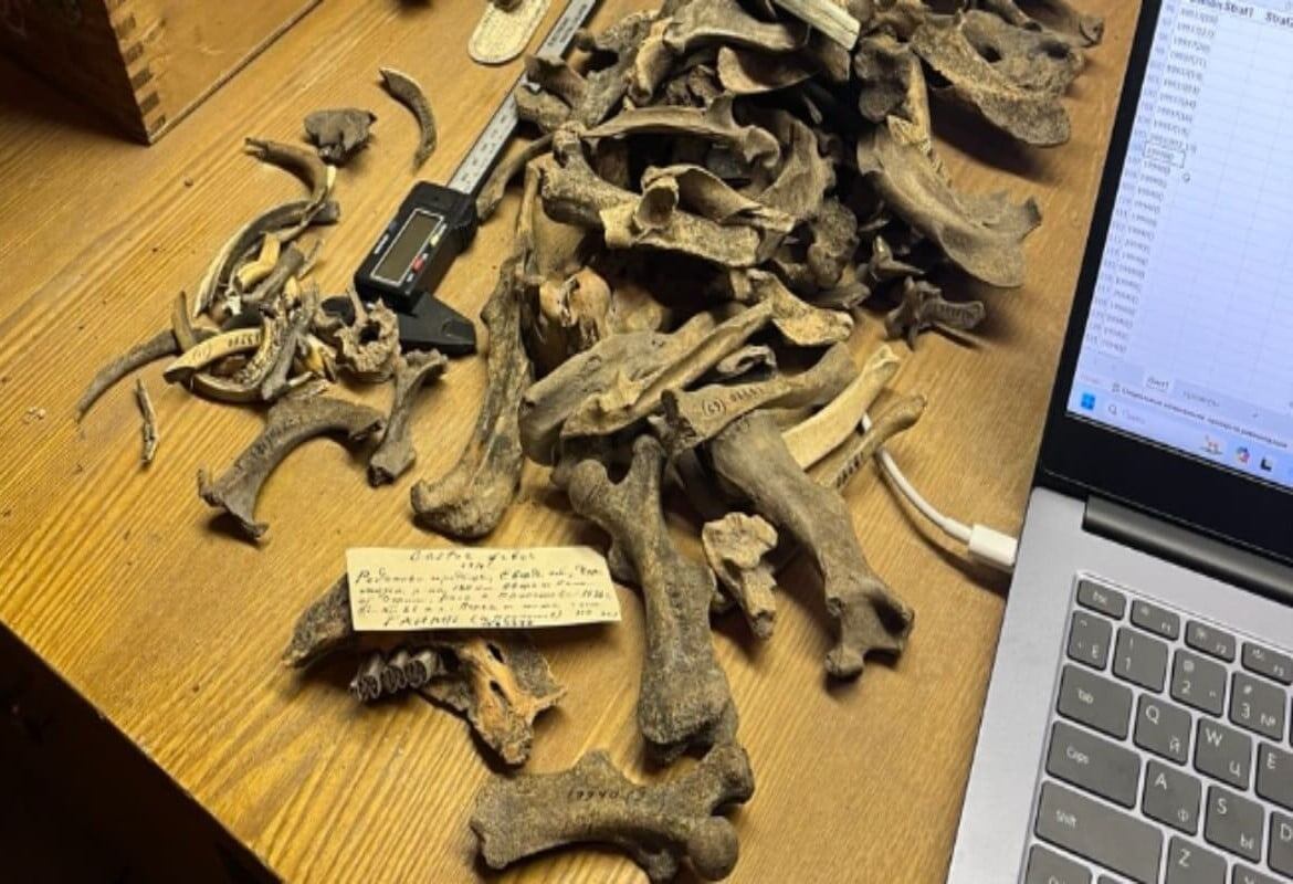    Работа с коллекцией костей из городища Саломатово / © Л.В. Половников, ПНИПУ