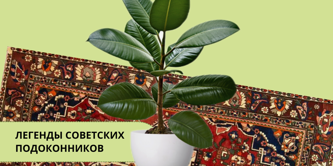 Фикус каучуконосный: от «советской элиты» до главного зелёного героя современных интерьеров