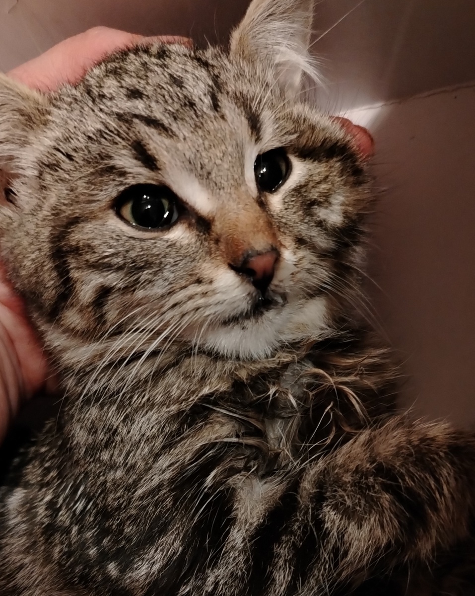 Девочка умерла сегодня рано утром. 