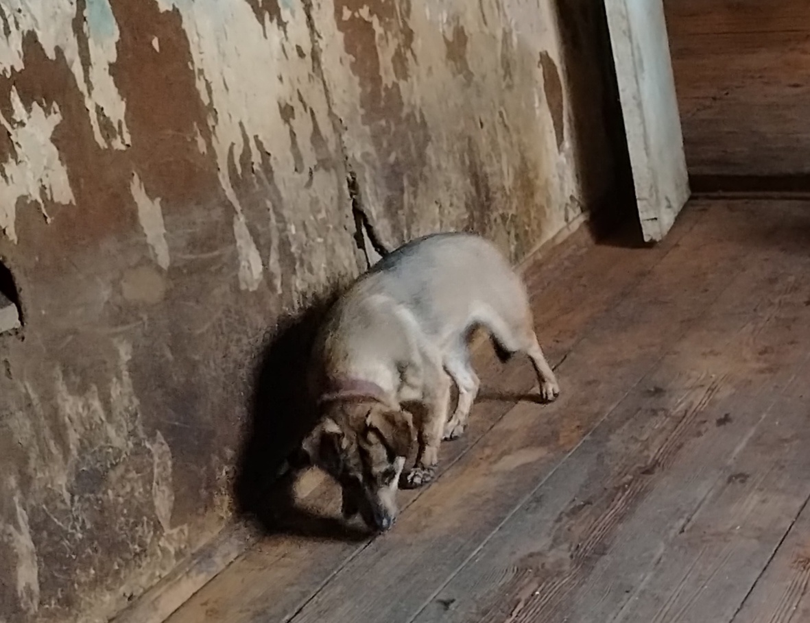 Последняя фотография Акулины. 