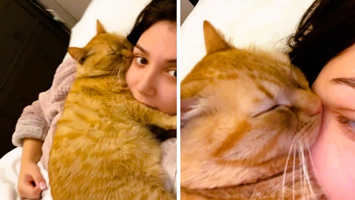 А безмятежный сон на голове хозяина?! Коты никогда не будут так спать с тем, кого не любят! ЕЩЕ фото --->>