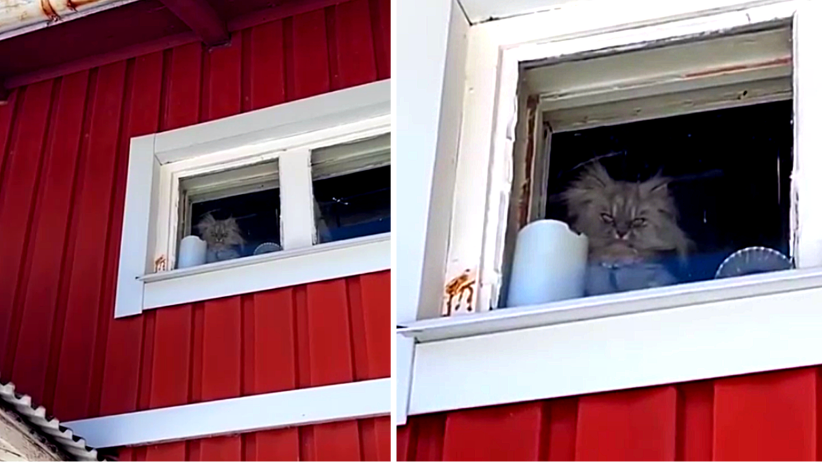 Я значит его дома жду, а он ходит по двору и ерундой занимается... ЕЩЕ фото