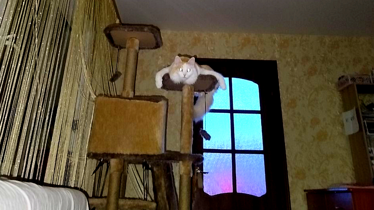 Спи спокойно дорогой хозяин, я за тобой прослежу. ЕЩЕ фото --->>