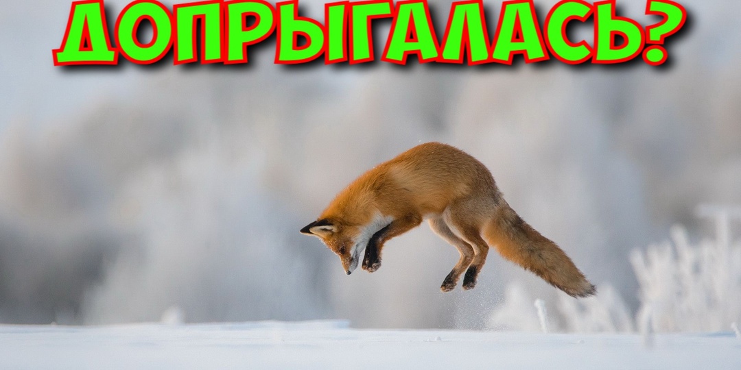 1 200 рублей за голову: теперь охотникам платят за лис!