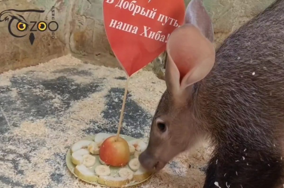    Для малышки подготовили прощальное угощение